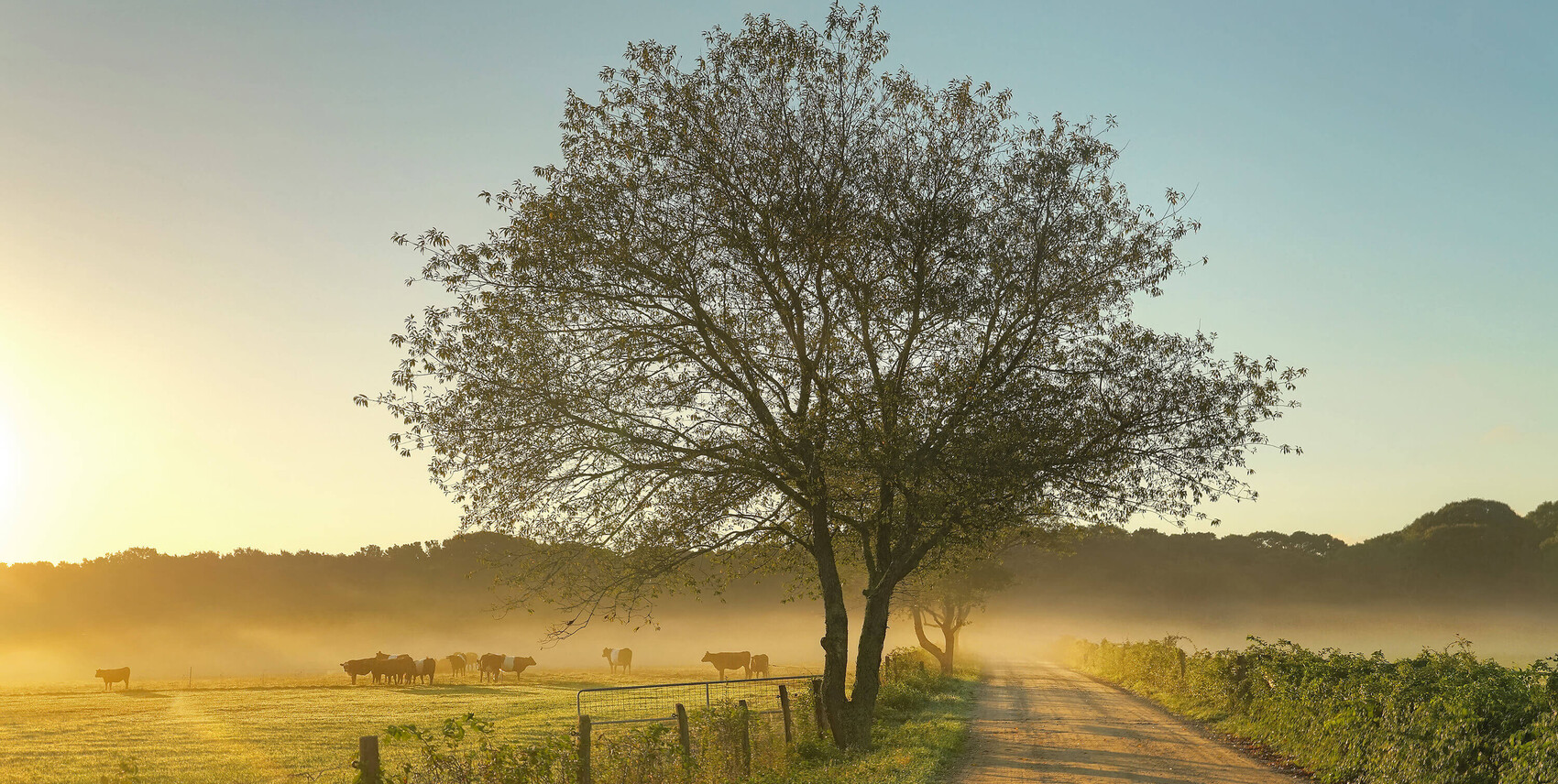 morning mist, trees, and cows image for martha's vineyard real estate and luxury vacation rentals