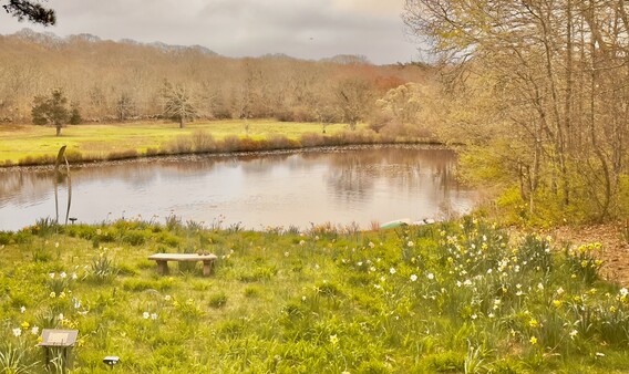 pond in nature